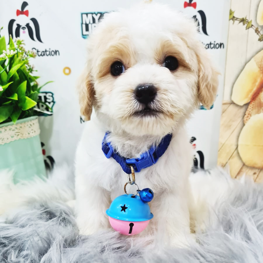Maltipoo Puppy (Female) For Sale