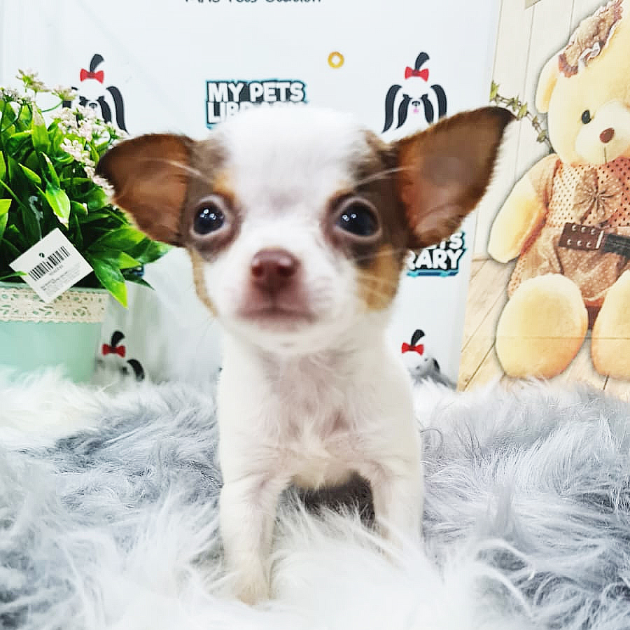Chihuahua Puppy (Female) For Sale