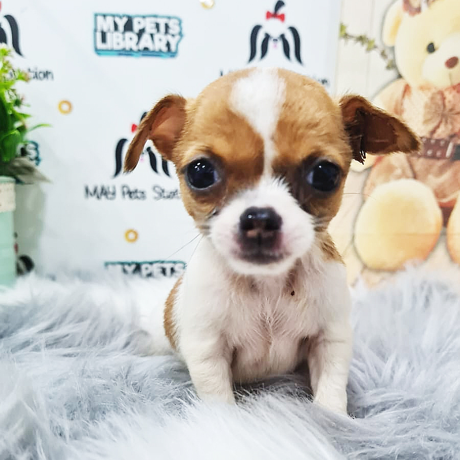 Chihuahua Puppy (Female) For Sale