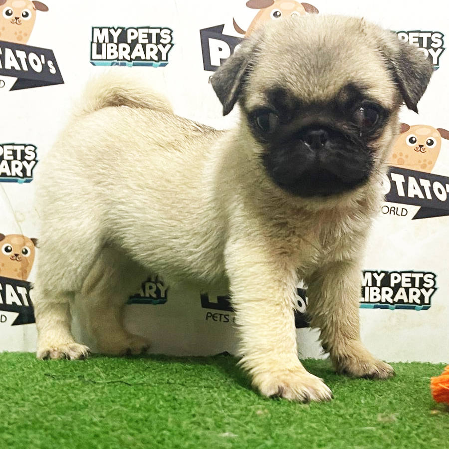 Pug Puppy (Female) For Sale