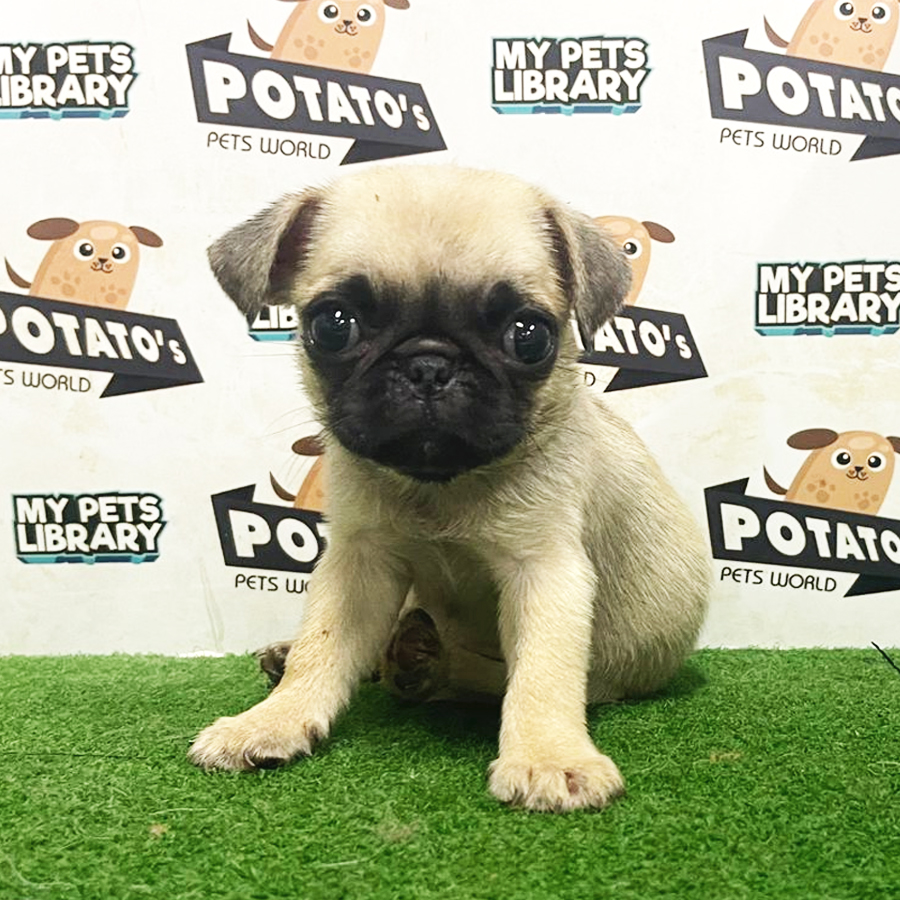 Pug Puppy (Female) For Sale