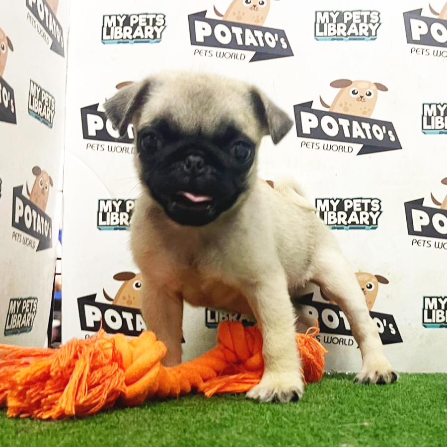 Pug Puppy (Male) For Sale