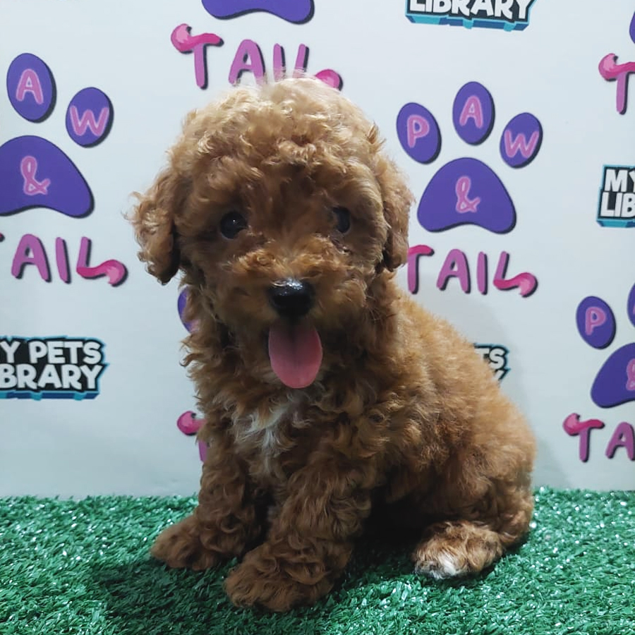 Toy Poodle Puppy (Female) For Sale