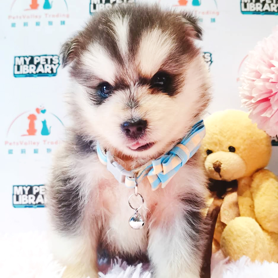 Pomsky Puppy (Male) For Sale
