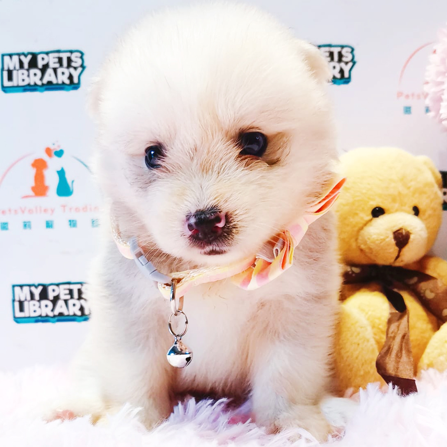 Pomsky Puppy (Male) For Sale