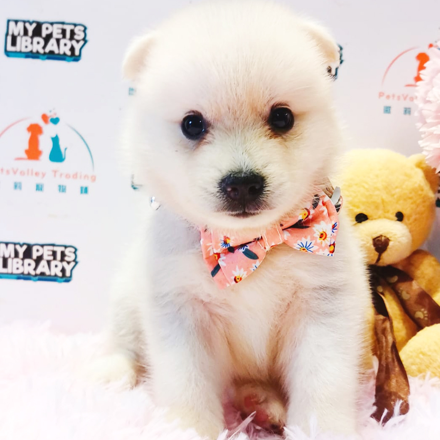 Pomsky Puppy (Male) For Sale