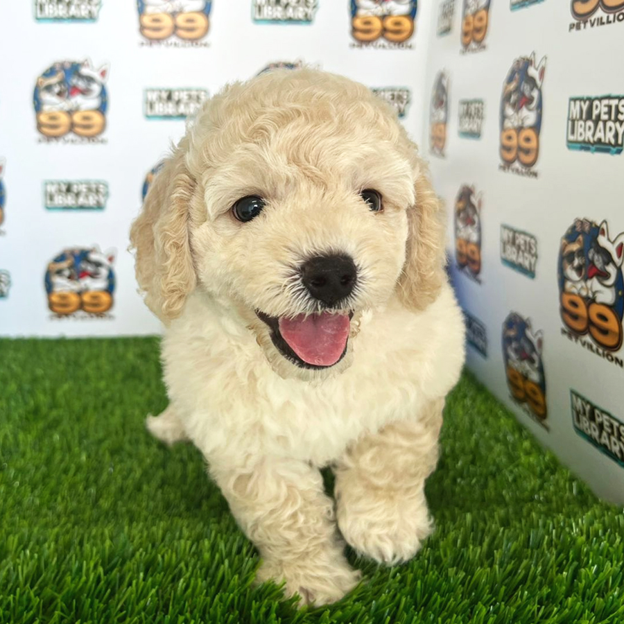 Toy Poodle Puppy (Male) For Sale