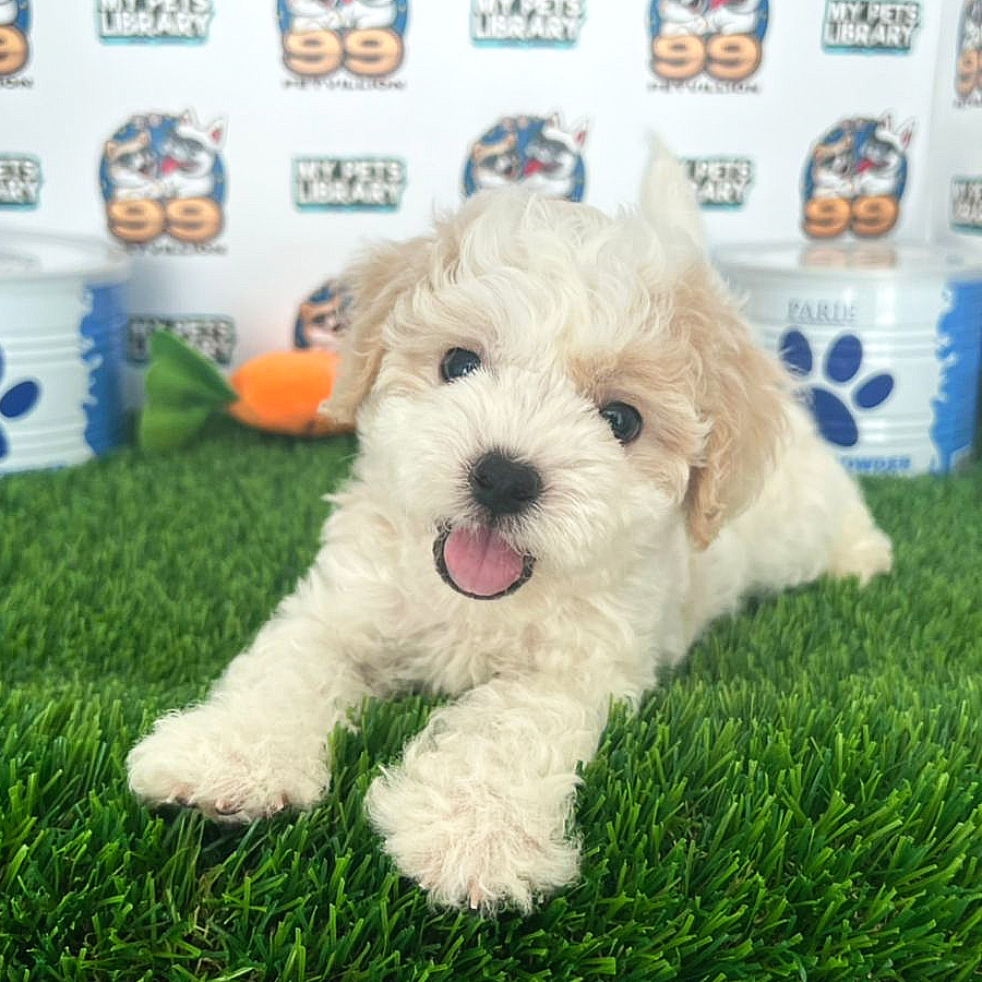 Toy Poodle Puppy (Male) For Sale