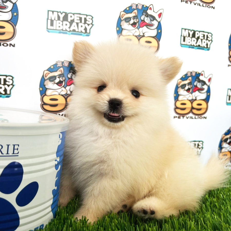 Tiny Pomeranian Puppy (Female) For Sale