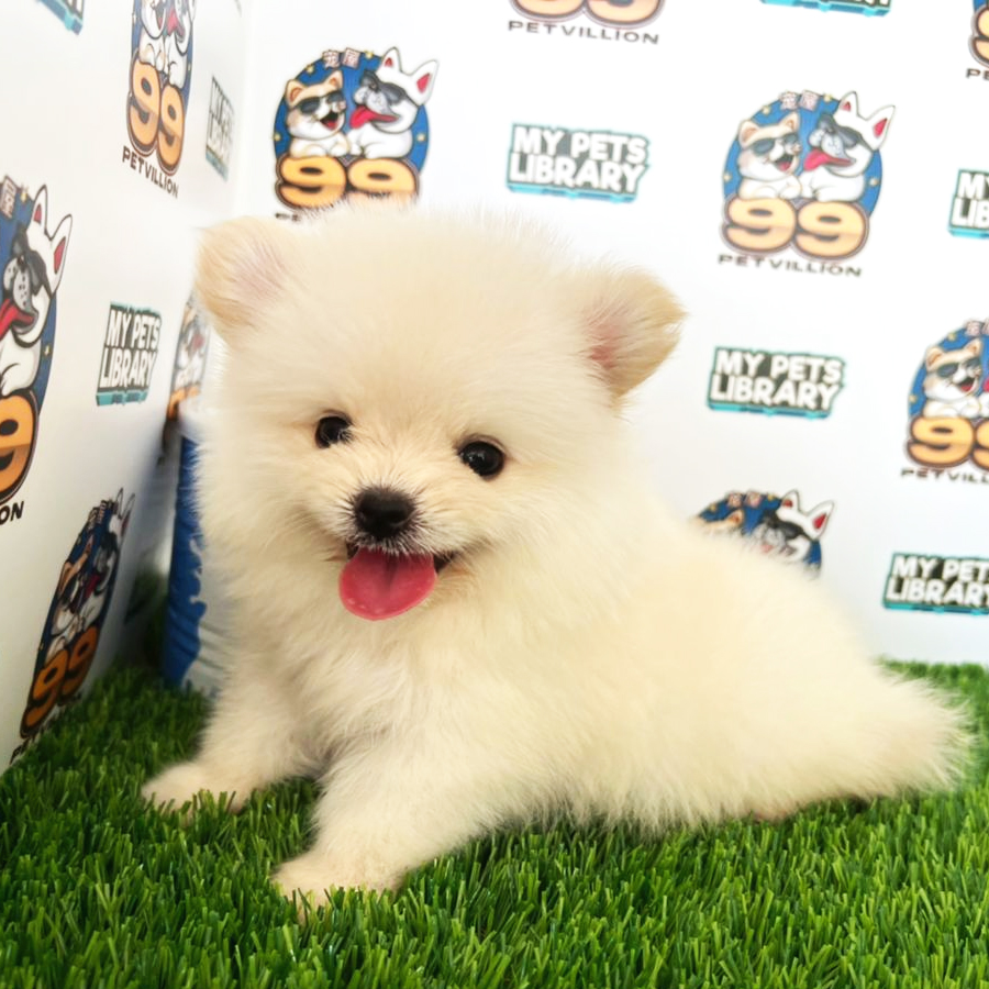 Tiny Pomeranian Puppy (Female) For Sale