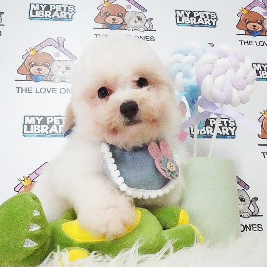 Toy Poodle Puppy (Male) For Sale