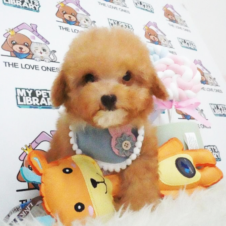 Tiny Poodle Puppy (Male) For Sale