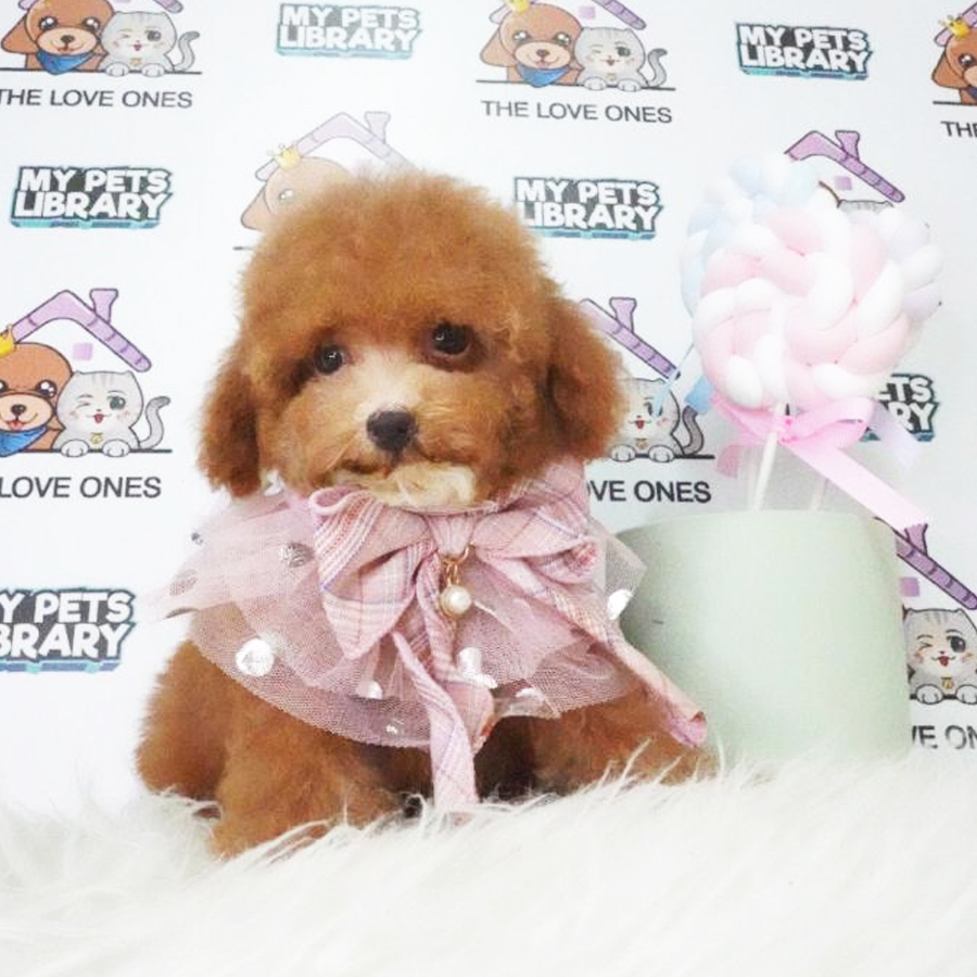 Tiny Poodle Puppy (Female) For Sale