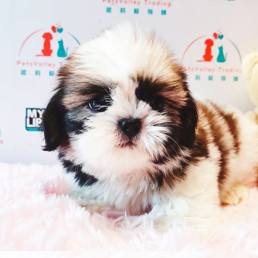 Shih Tzu Puppy (Male) For Sale
