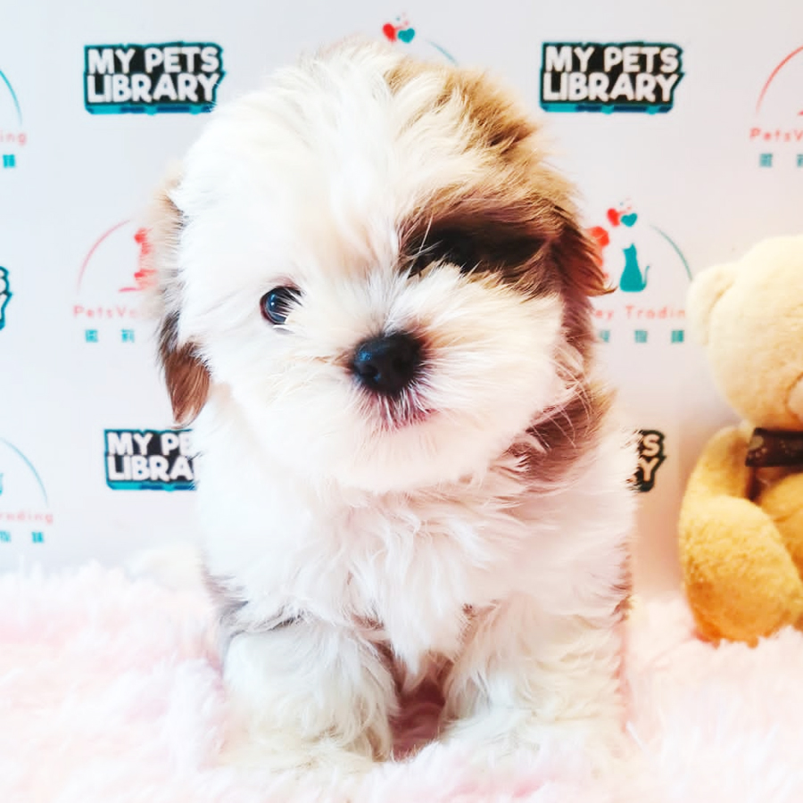 Shih Tzu Puppy (Female) For Sale
