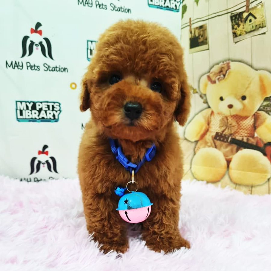 Toy Poodle Puppy (Male) For Sale