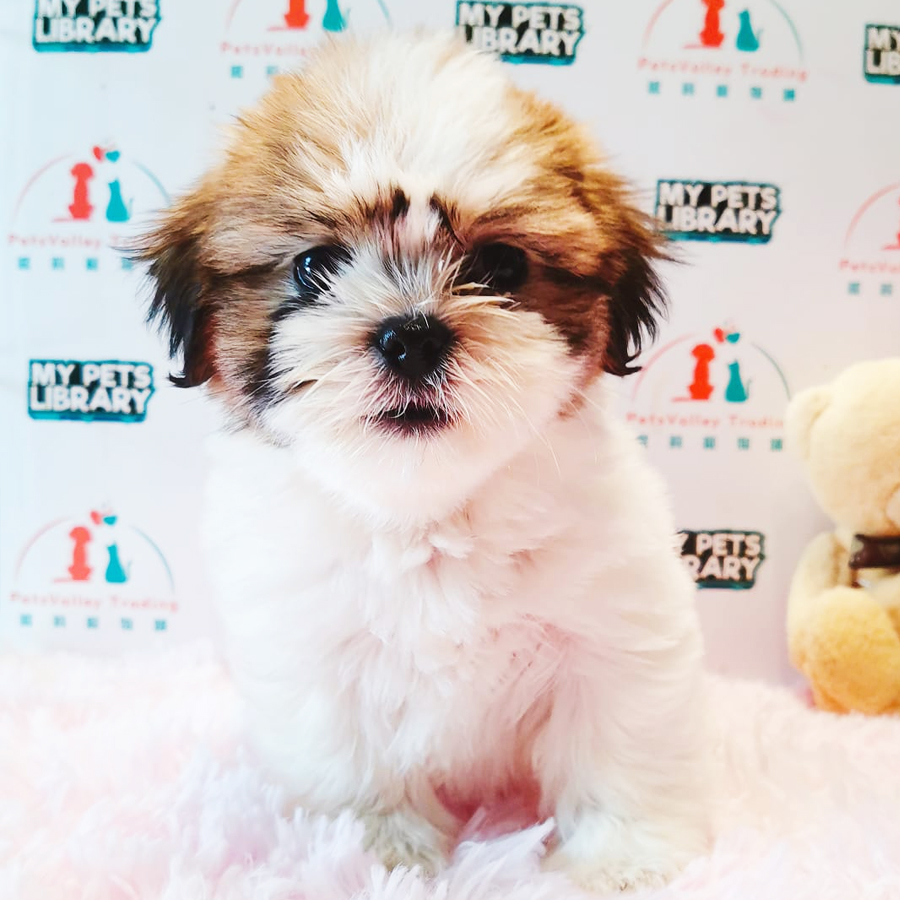 Shih Tzu Puppy (Male) For Sale