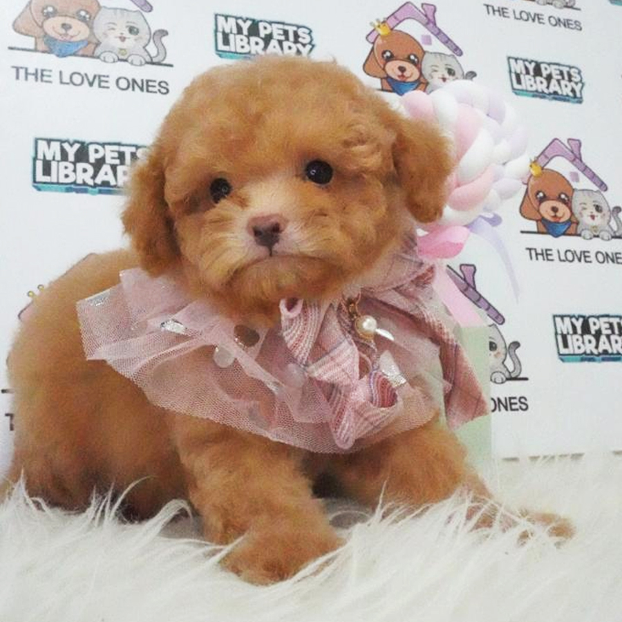 Tiny Poodle Puppy (Female) For Sale