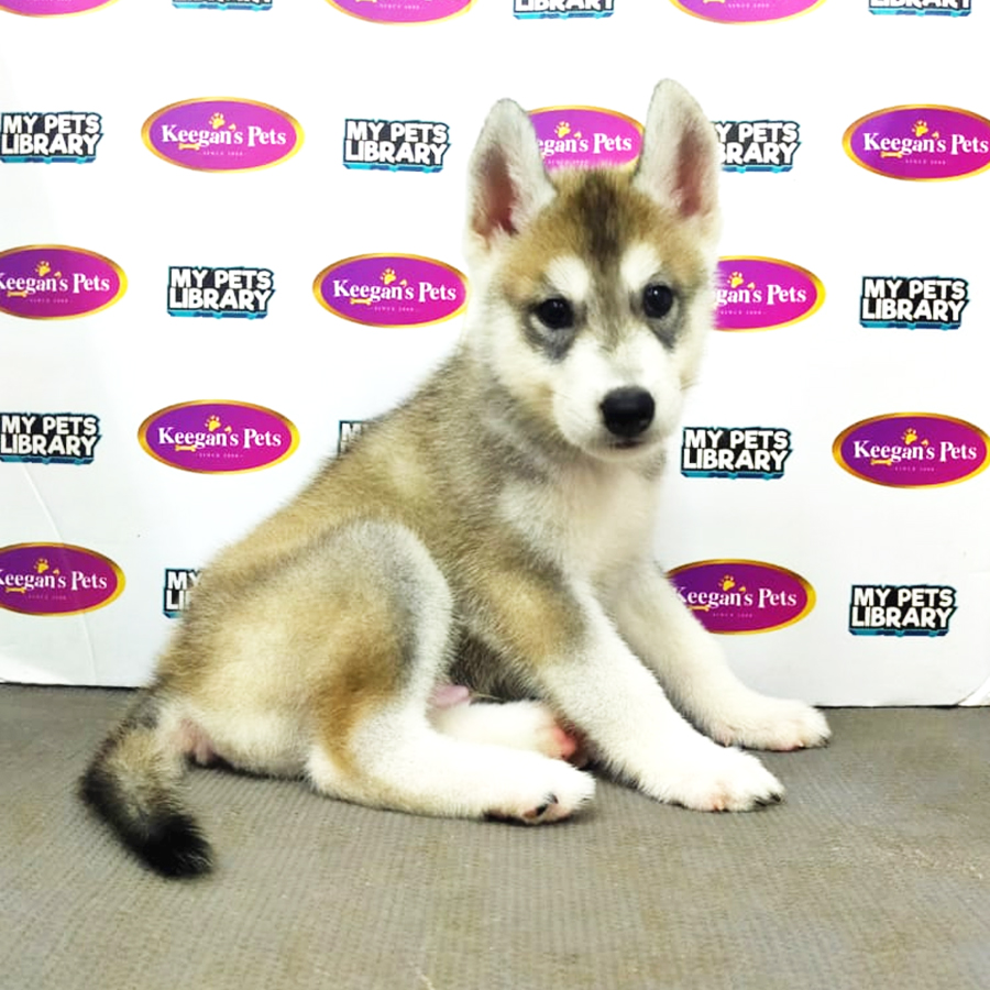 MKA Siberian Husky Puppy (Male) For Sale