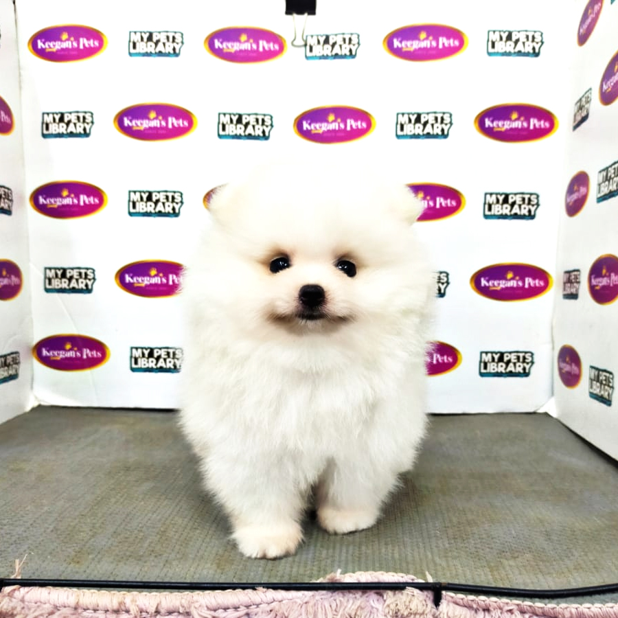 MKA Pomeranian Puppy (Male) For Sale