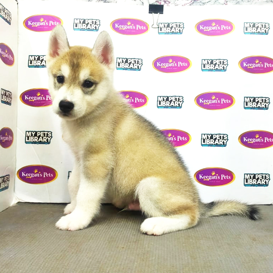 MKA Siberian Husky Puppy (Male) For Sale