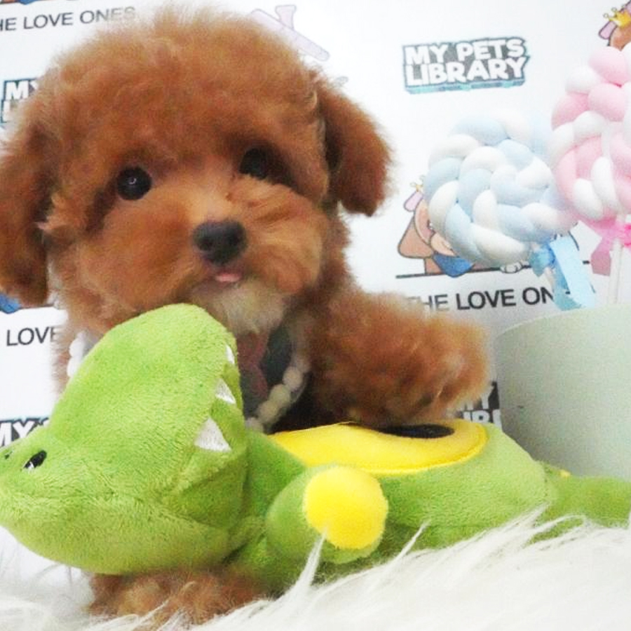 Toy Poodle Puppy (Male) For Sale