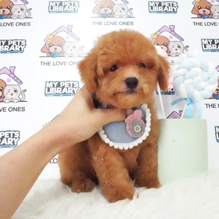 Toy Poodle Puppy (Male) For Sale