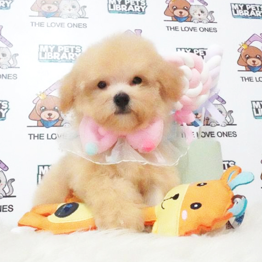 Toy Poodle Puppy (Female) For Sale