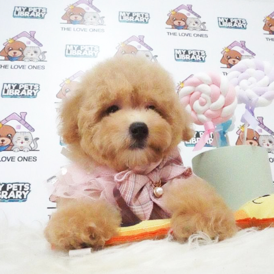 Toy Poodle Puppy (Female) For Sale