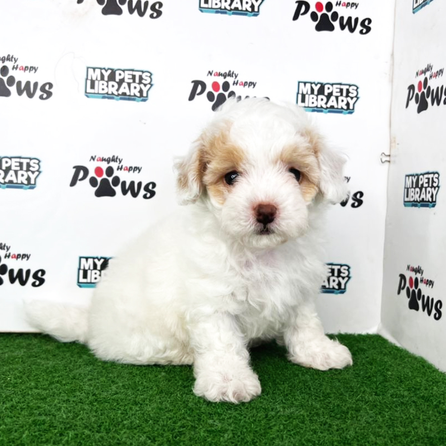 Toy Poodle Puppy (Male) For Sale