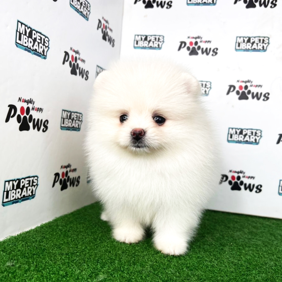 Pomeranian Puppy (Female) For Sale