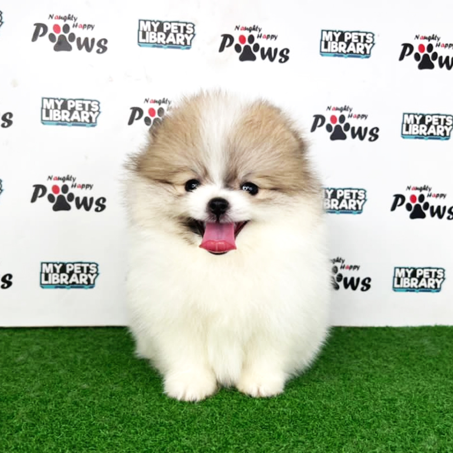 Pomeranian Puppy (Female) For Sale