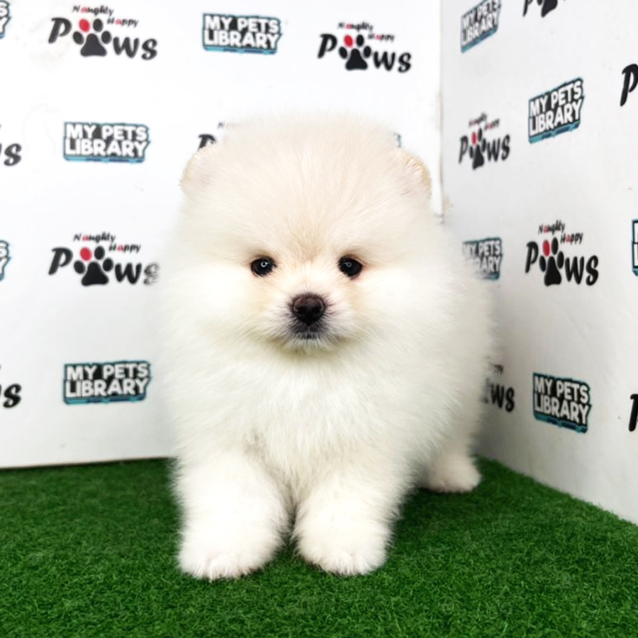Pomeranian Puppy (Male) For Sale