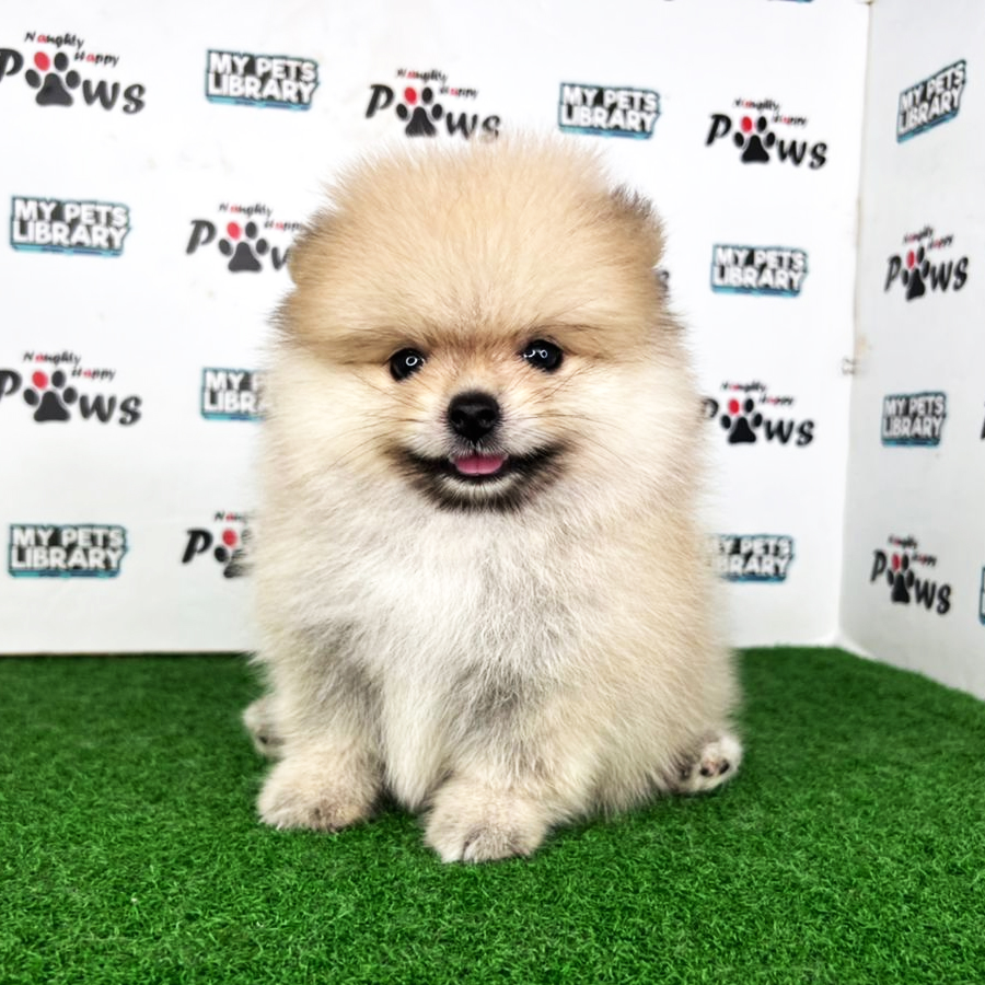 Pomeranian Puppy (Male) For Sale
