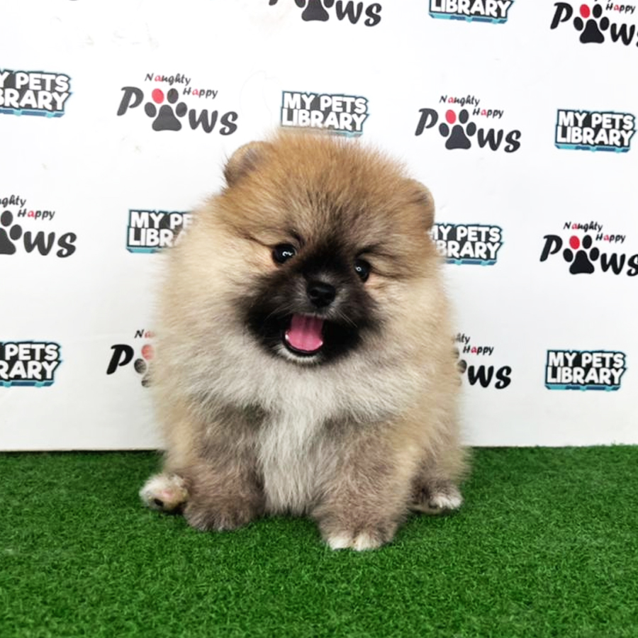 Pomeranian Puppy (Male) For Sale