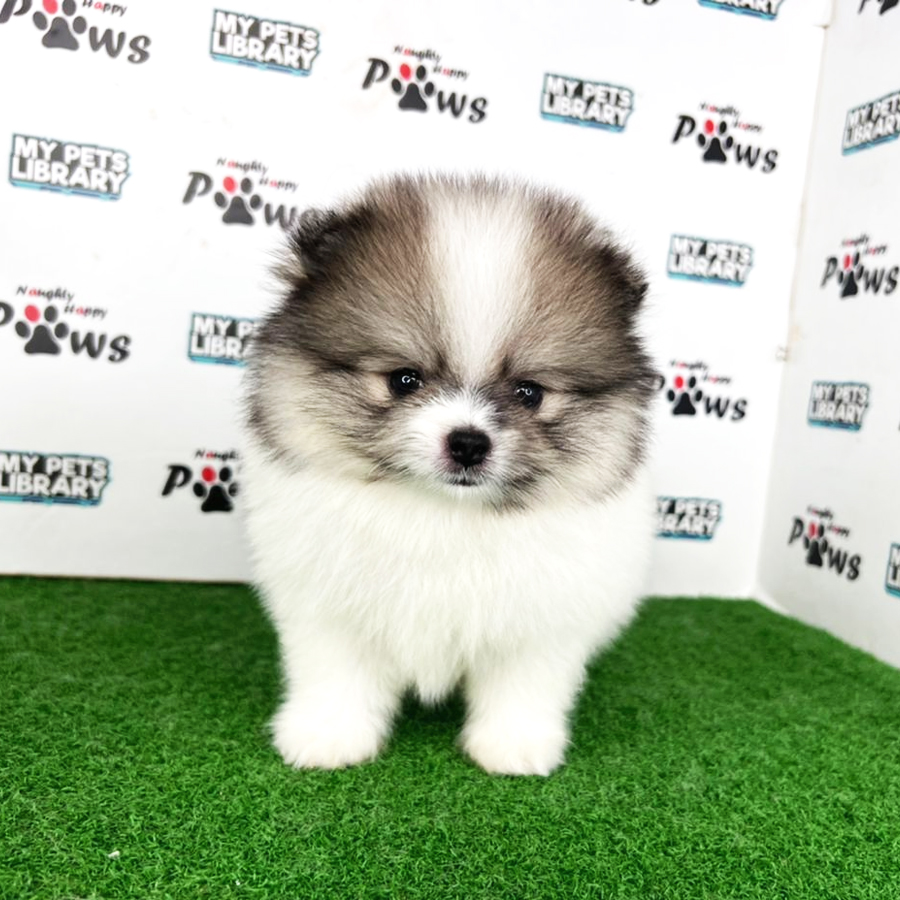 Pomeranian Puppy (Male) For Sale