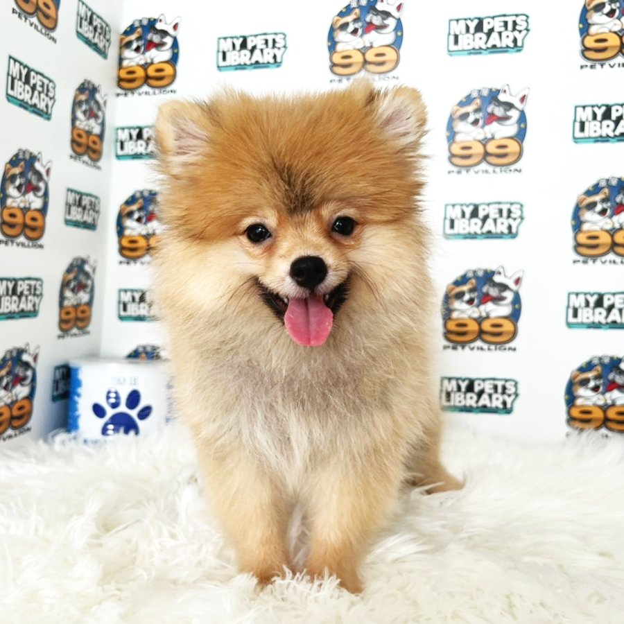 Pomeranian Puppy (Female) For Sale