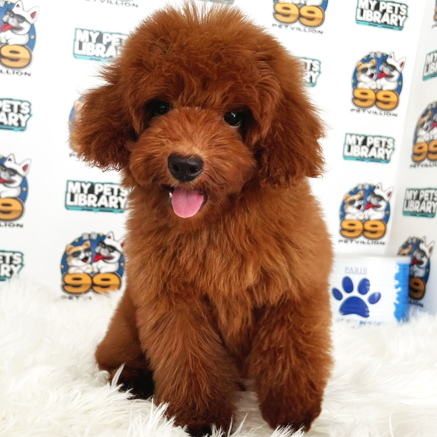 Miniature Poodle Puppy (Male) For Sale