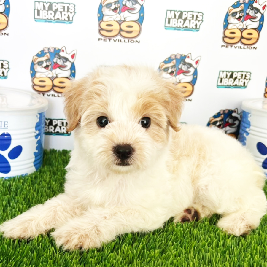 Maltipoo Puppy (Female) For Sale
