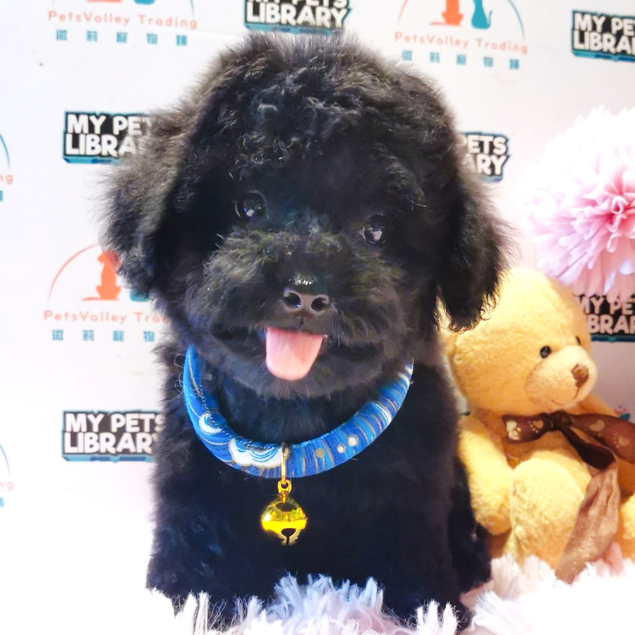 Toy Poodle Puppy (Male) For Sale