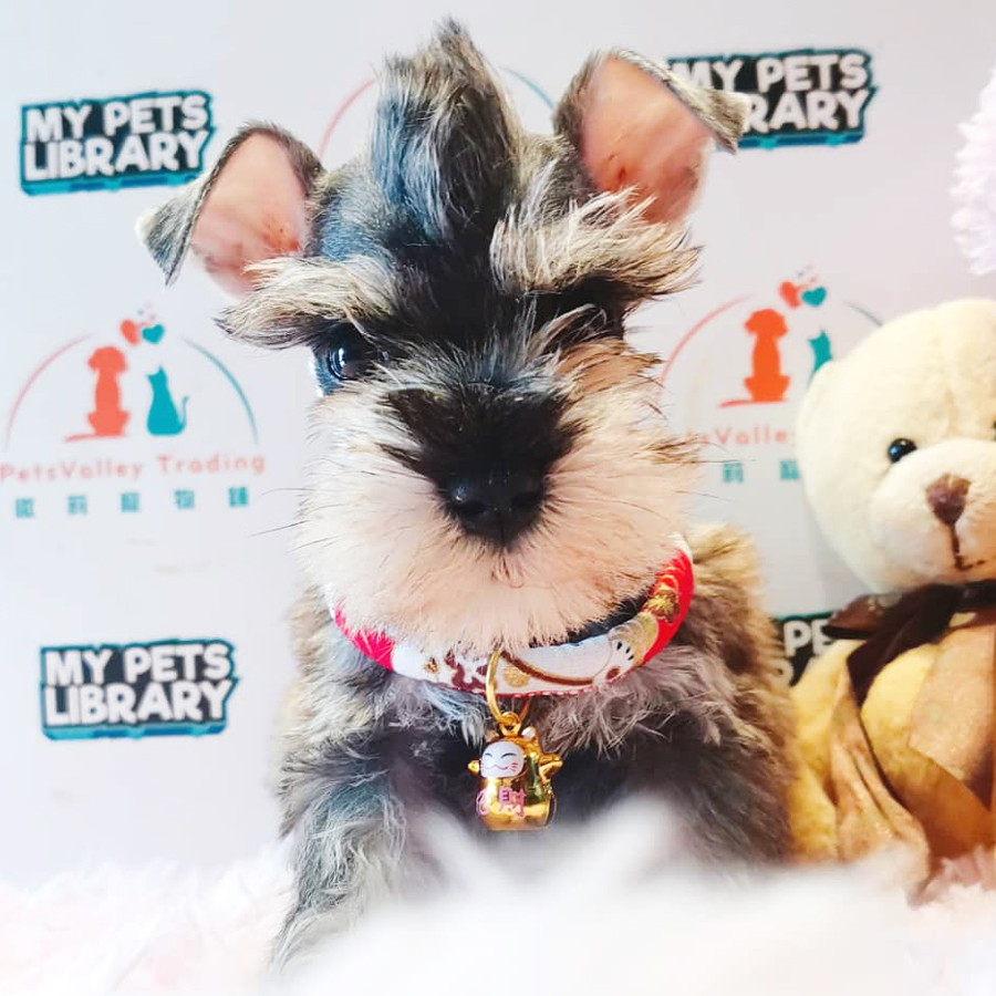 Schnauzer Puppy (Male) For Sale