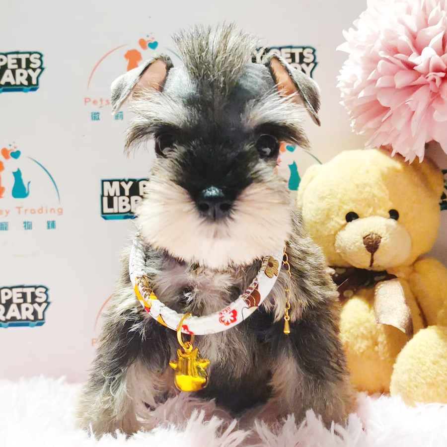 Schnauzer Puppy (Female) For Sale
