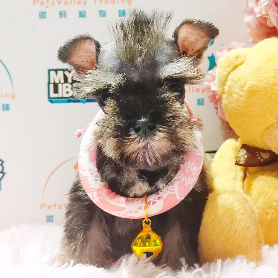 Schnauzer Puppy (Female) For Sale