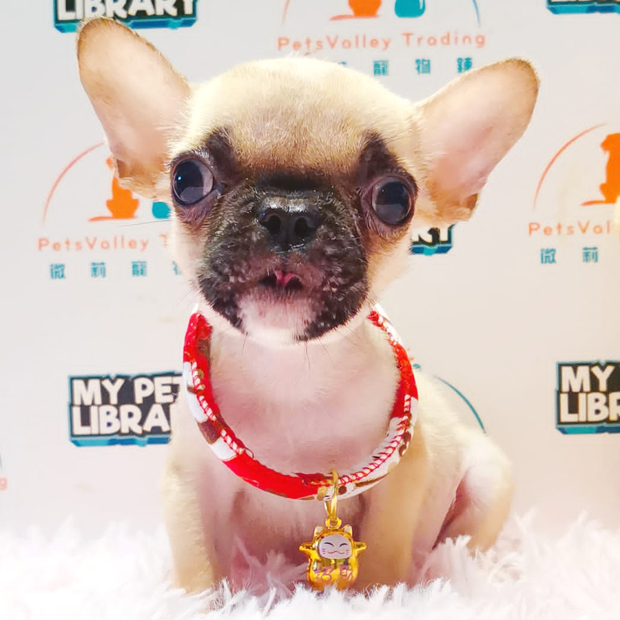 French Bulldog Puppy (Male) For Sale