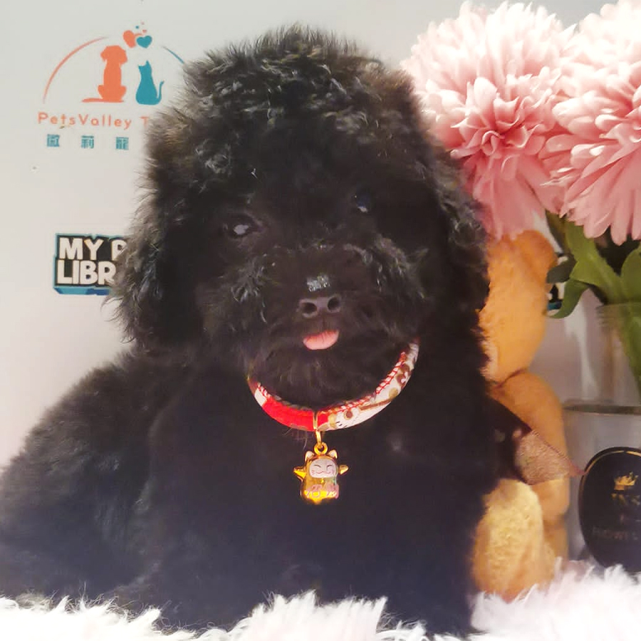 Toy Poodle Puppy (Female) For Sale