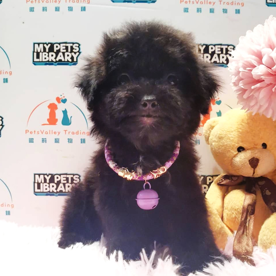 Toy Poodle Puppy (Male) For Sale