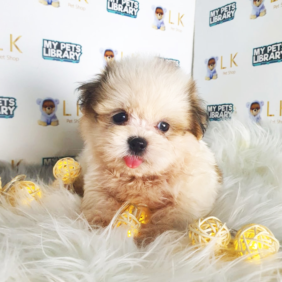 Shih Tzu Puppy (Male) For Sale
