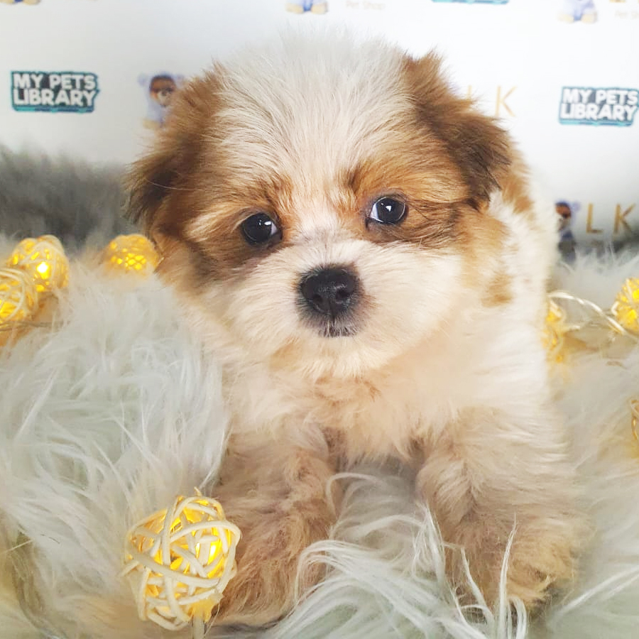 Shih Tzu Puppy (Male) For Sale