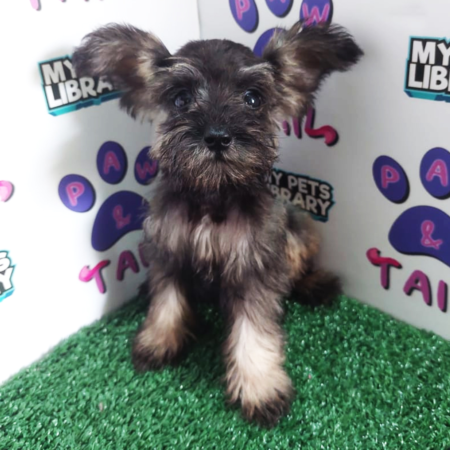 Schnauzer Puppy (Female) For Sale