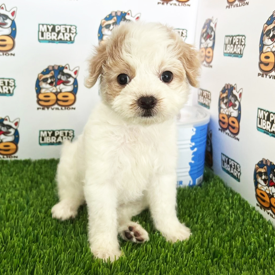 Maltipoo Puppy (Female) For Sale
